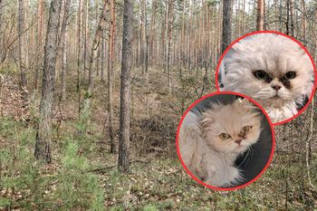 "Wyrzucone jak śmieci". Kilka kotów nie żyje. Wszystkie znaleźli w złym stanie