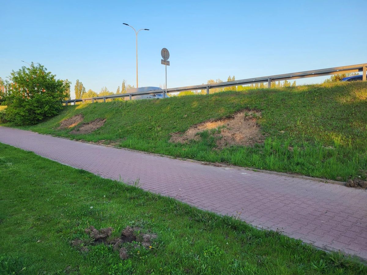 Zniszczenia przez dziki przy Trasie Siekierkowskiej.