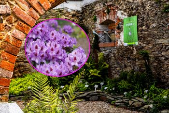 Jedyne takie miejsce w Polsce. Mają największe kolekcje dwóch gatunków kwiatów