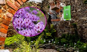 Jedyne takie miejsce w Polsce. Mają największe kolekcje dwóch gatunków kwiatów