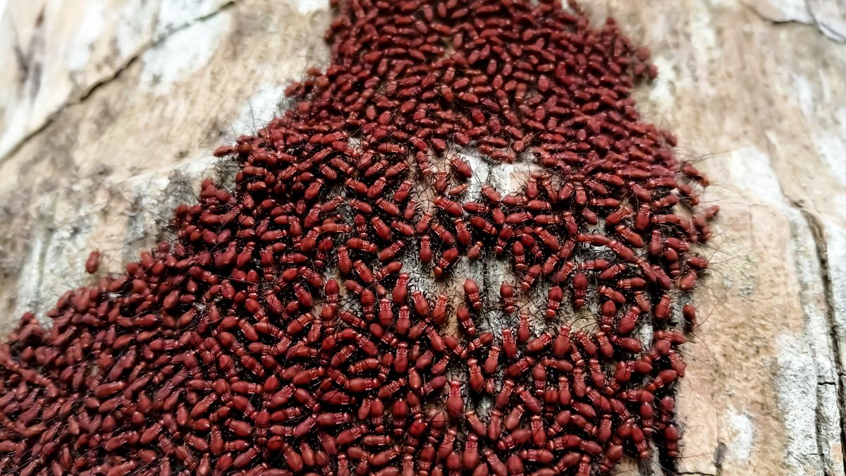 Poskrzypki liliowe atakują ogrody
