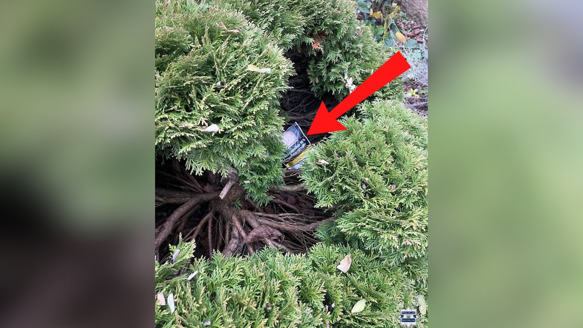 Policjanci znaleźli skrytkę na narkotyki w krzewie tui.