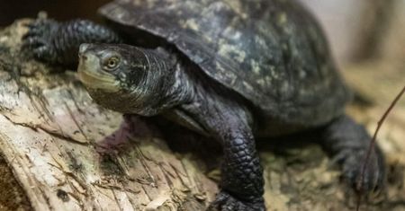 Na wolności wyginął. W Łodzi pojawiły się młode osobniki