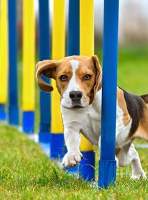 If You Have a Dog, Both of You Will Become Fans of Agility