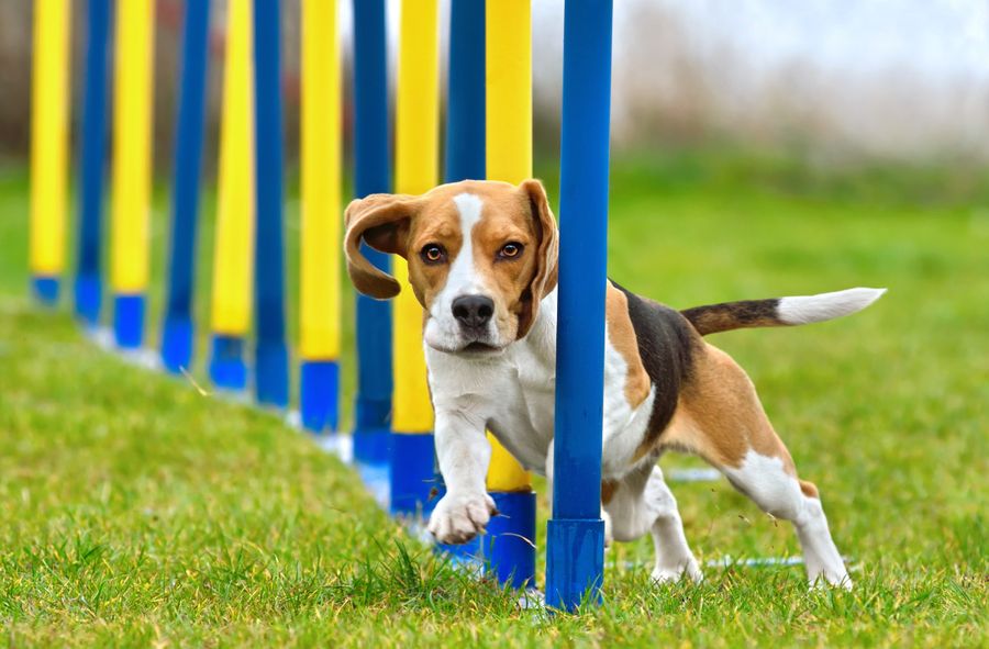 If You Have a Dog, Both of You Will Become Fans of Agility 