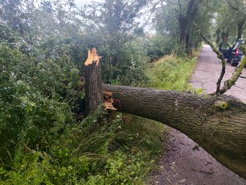 Burza w Kujawsko-Pomorskiem. Prawie 70 interwencji strażaków