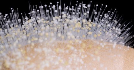 Niezwykły film makro udowadnia, że pleśń też może być piękna