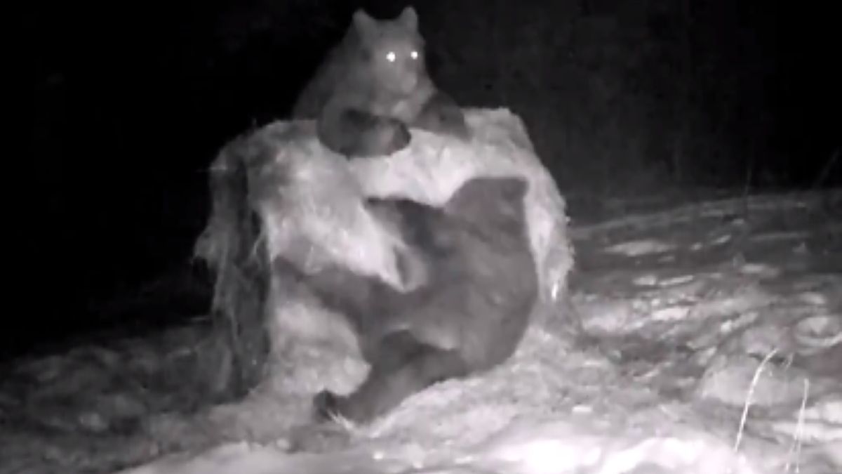 Jedna z kamer zarejestrowała zabawę pary niedźwiadków