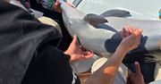 Koszmar w Hurghadzie. Łódź motorowa zabiła delfina