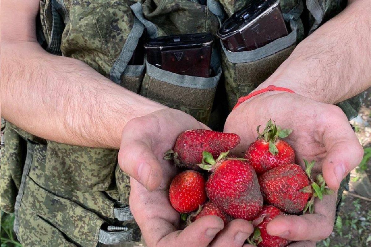 Rosjanie zbierają truskawki, aby przetrwać. "Masowo składają broń"