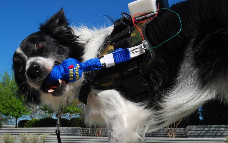 Kamizelka FIDO pozwoli psom na komunikację z ludźmi