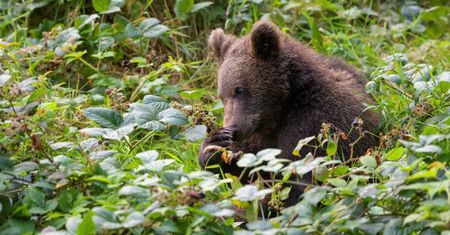 Chcą zatrzymać niedźwiedzie w górach. Ma pomóc owocowy "bufor"
