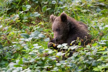 Chcą zatrzymać niedźwiedzie w górach. Ma pomóc owocowy "bufor"