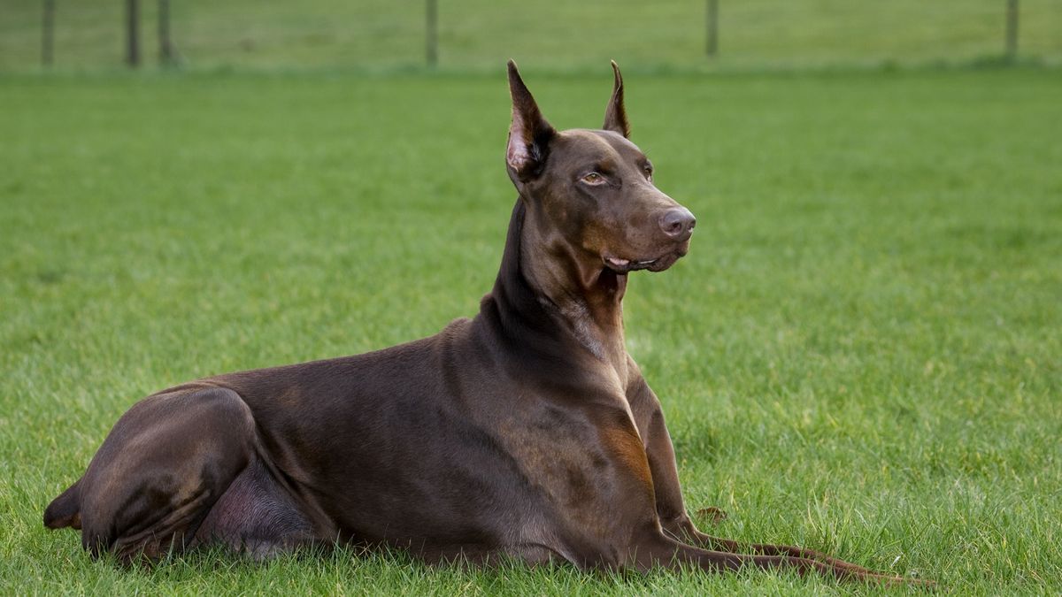 Zwierzę zmarło po wyciągnięciu go z auta