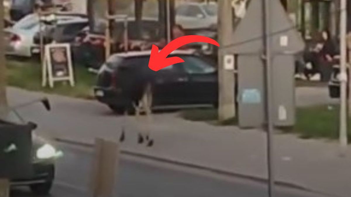 Łoś na chodniku w Markach