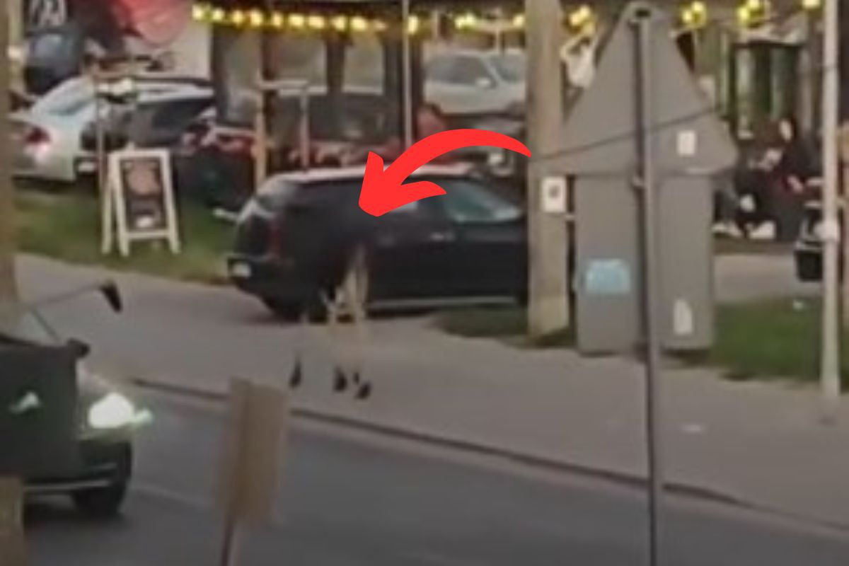 Łoś na chodniku w Markach