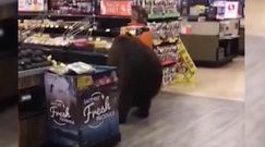 Niedźwiedź w sklepie. Wtargnął do marketu w Kalifornii i wyszedł z paczką czipsów