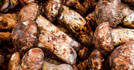 Drogocenny grzyb znów w polskich lasach. Wielu nie wie, że kosztuje 2 tysiące euro za kilogram