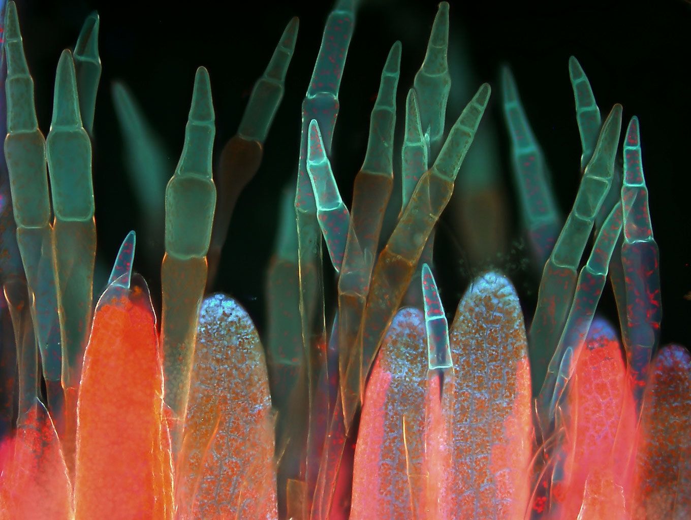Niesamowity świat widziany z bardzo bliska - Nikon Small World 2018 13