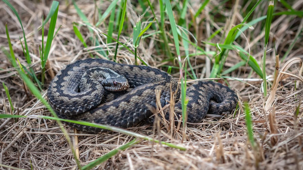 Żmiję zygzakowatą coraz częściej można spotkać w Polsce