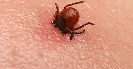 Leśnik poleca sprytny sposób na kleszcze. Kosztuje grosze
