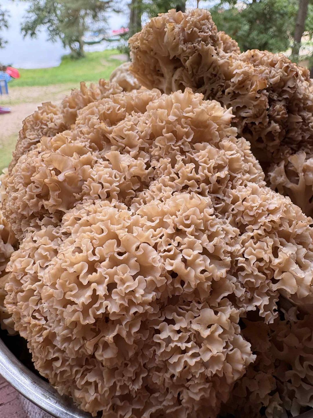 Takie siedzunie wyrosły w Zawiatach.