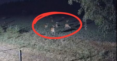 Leśnicy zachwyceni widokiem. Takie sceny nocą tuż pod oknami