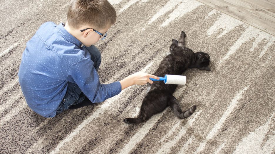 Kilka prostych trików pozwoli zmniejszyć ilość zalegającej w domu sierści zwierząt.