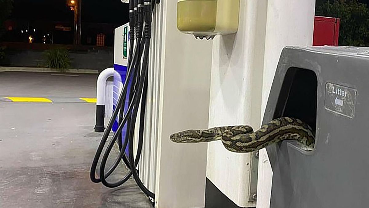 Na jednej z australijskich stacji benzynowych kierowców znaleziono gigantycznego pytona