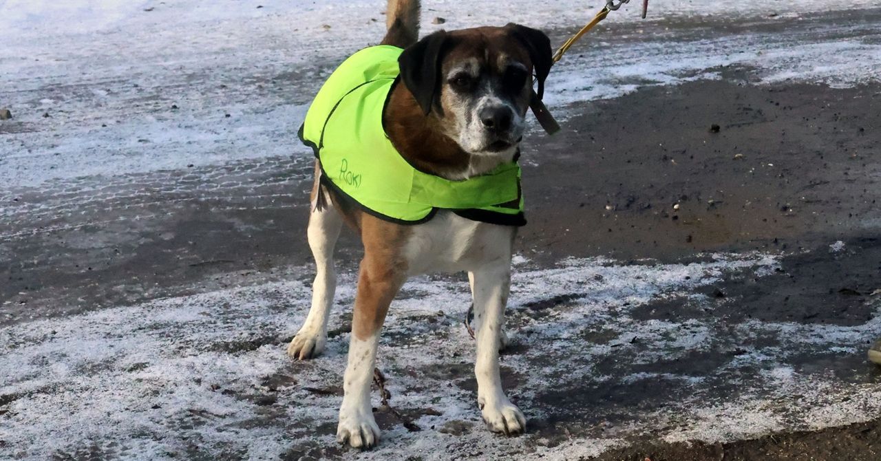 Łódź: Gołoledź sparaliżowała chodniki. Sól na ulicach podrażnia psie łapy... jak zabezpieczyć pupila podczas zimowych spacerów?