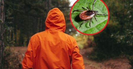 Mężczyzna zmarł po ukąszeniu przez kleszcza. Tajemniczy wirus atakuje