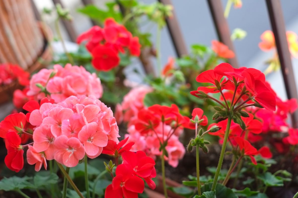 Homemade potato fertilizer keeps geraniums blooming all summer