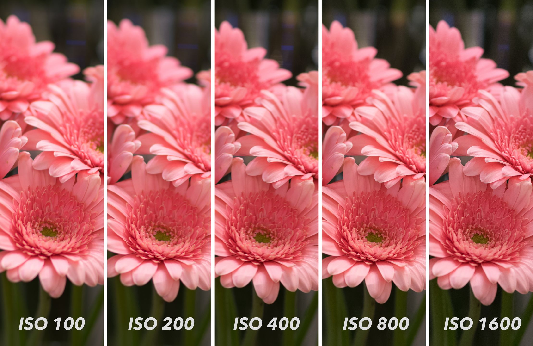 Nikon D500 - pierwsze w Polsce zdjęcia testowe i porównanie szumów 31