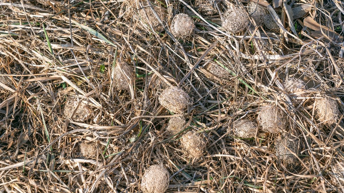 Gdy zobaczymy siedlisko kolczurki, powinniśmy zgłosić to do urzę