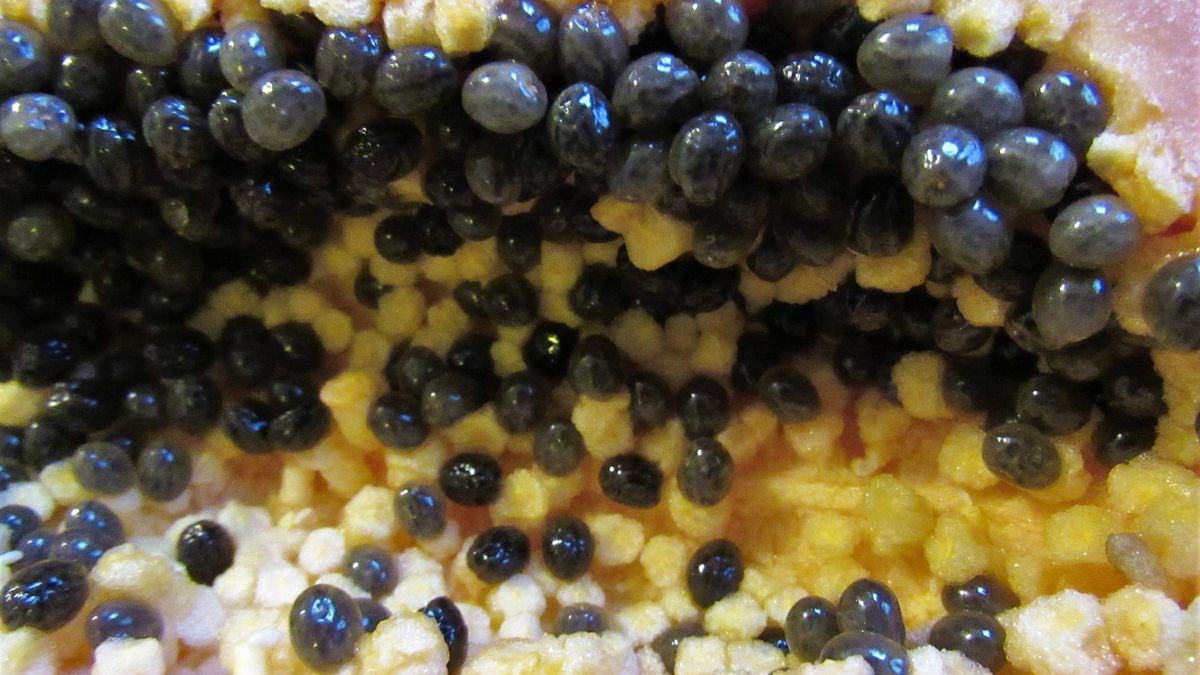 Nie wyrzucaj pestek papai. Jelita je uwielbiają