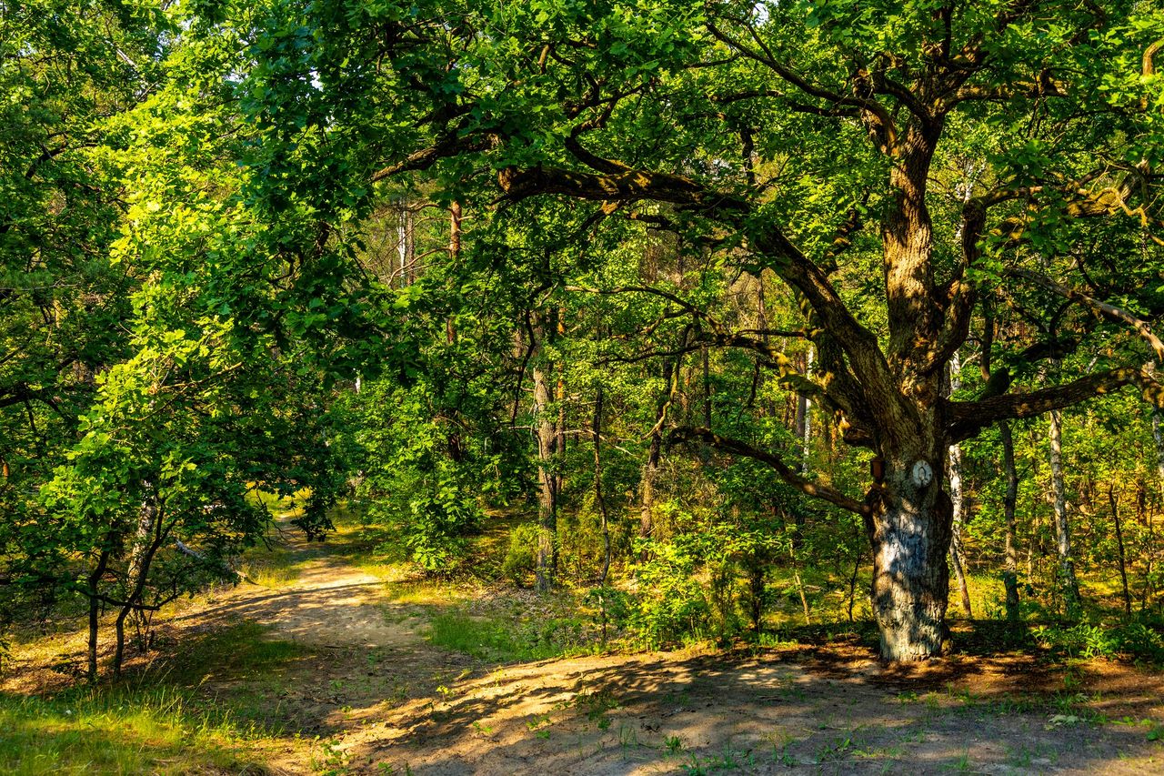 Puszcza Kampinoska. Natura blisko miasta