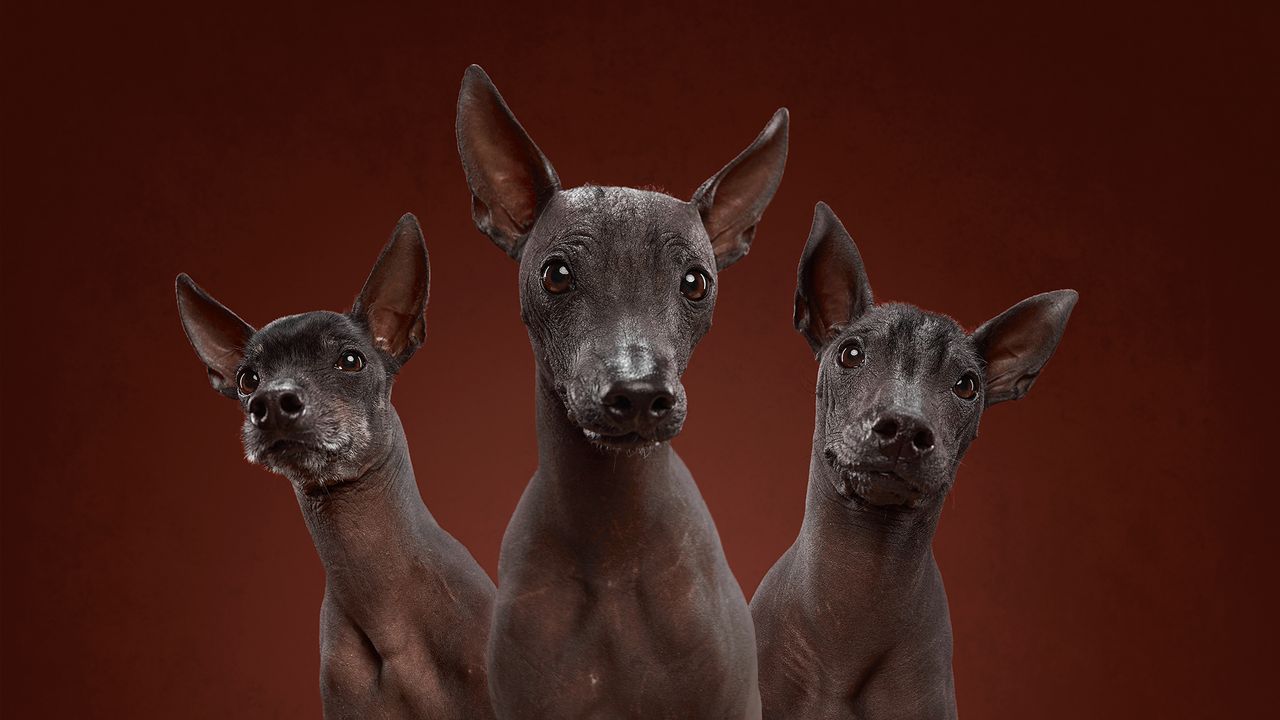 Aleksander Chochłow wraz z żoną Weroniką Jerszową portretują psy tak, żeby pokazać ich piękno i osobowość. Projekt "Dog Show" rozpoczęli w zeszłym roku i od tego czasu ich modelami było kilkadziesiąt psów. Wyjątkowe psie portrety cieszą się uznaniem i przynoszą wygrane w międzynarodowych konkursach takich, jak PDN Faces 2017 czy Tokyo International Foto Awards 2018.