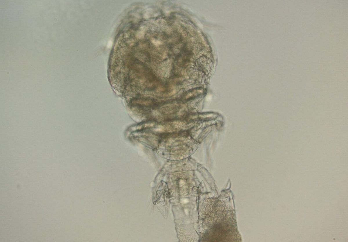 Nowy pasożyt w Atlantyku. Brazylijscy biolodzy opisali gatunek