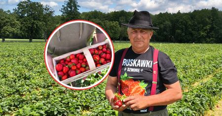 Poszliśmy na samozbiory. Pełne pole chętnych. Rolnik obniżył cenę