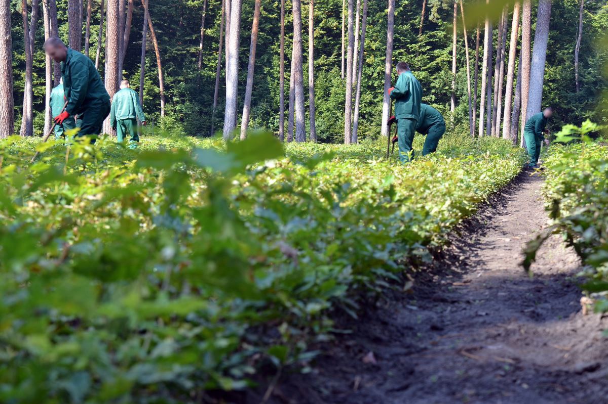 Sprzątają nielegalne wysypiska, sadzą drzewa. Ile na rękę zarabia więzień?