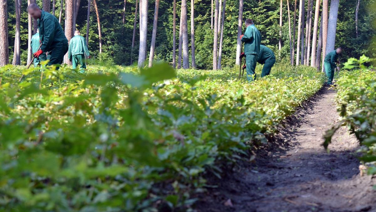 Więźniowie w ostatnich dniach zostali również zatrudnieni do pracy w nadleśnictwach Kujaw i Pomorza. 