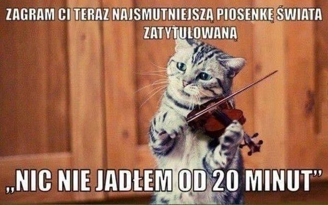 Dziś Dzień Kota. Oto memy z tej okazji 