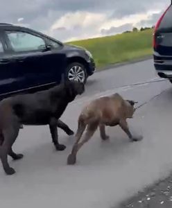 Koszmar w Pniówku. Dwie godziny ciągnął psy za samochodem