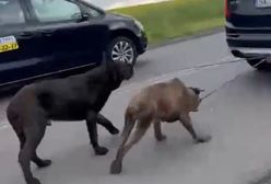 Koszmar w Pniówku. Dwie godziny ciągnął psy za samochodem