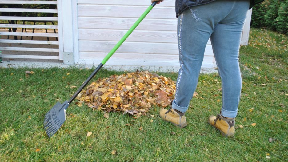 Za nieuprzątnięte liście w okolicach posesji grozi mandat