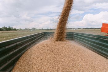 Zboże czeka na lepszą cenę. Jeden błąd w magazynie zniszczy całą partię