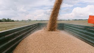 Zboże czeka na lepszą cenę. Jeden błąd w magazynie zniszczy całą partię