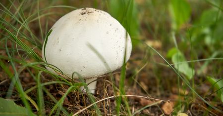 "Anioł śmierci" przypomina pieczarkę. Grzyboznawca wskazuje ważną różnicę
