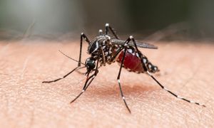 Odbytnica komara robi to, co powinien robić mózg. Odkrycie może ułatwić walkę z epidemiami