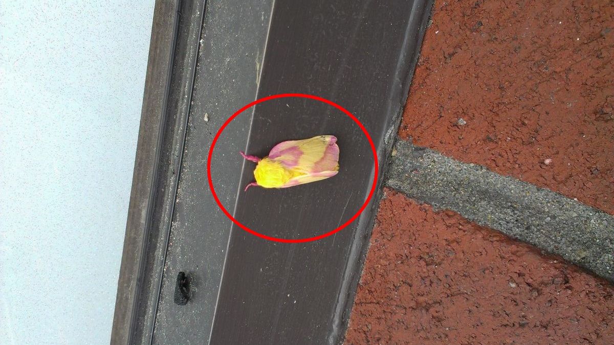  Różowa ćma klonowa ma bardzo charakterystyczny wygląd